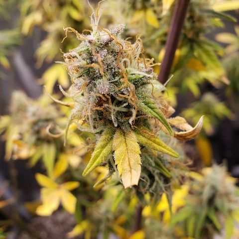 Geloctane  growlog photo: Problem is now trying to dry the 2 Khalifa Kush plants cause they're so massive 