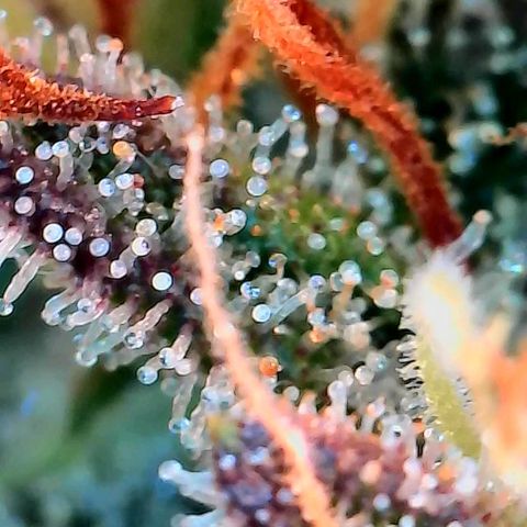 Geloctane  growlog photo: Problem is now trying to dry the 2 Khalifa Kush plants cause they're so massive 