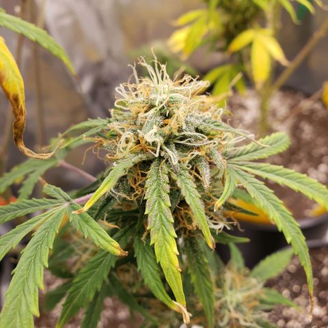 Geloctane  growlog photo: Problem is now trying to dry the 2 Khalifa Kush plants cause they're so massive 