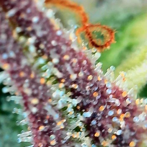 Geloctane  growlog photo: Problem is now trying to dry the 2 Khalifa Kush plants cause they're so massive 