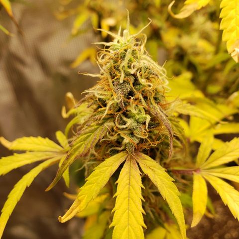 Geloctane  growlog photo: Problem is now trying to dry the 2 Khalifa Kush plants cause they're so massive 