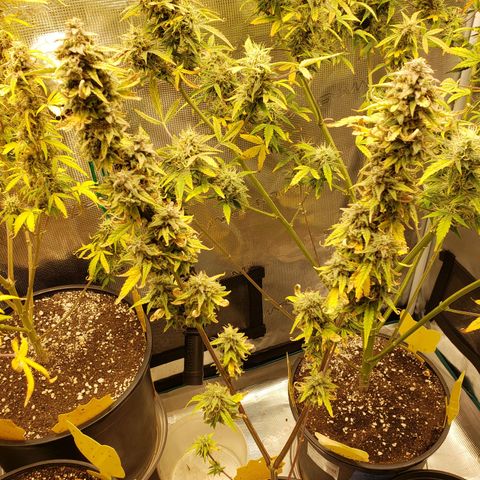 Geloctane  growlog photo: Might not be the best bud but I grew it  It'll be good enough for me 