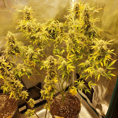 Geloctane  growlog photo: Might not be the best bud but I grew it  It'll be good enough for me 
