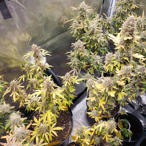 Geloctane  growlog photo: Might not be the best bud but I grew it  It'll be good enough for me 