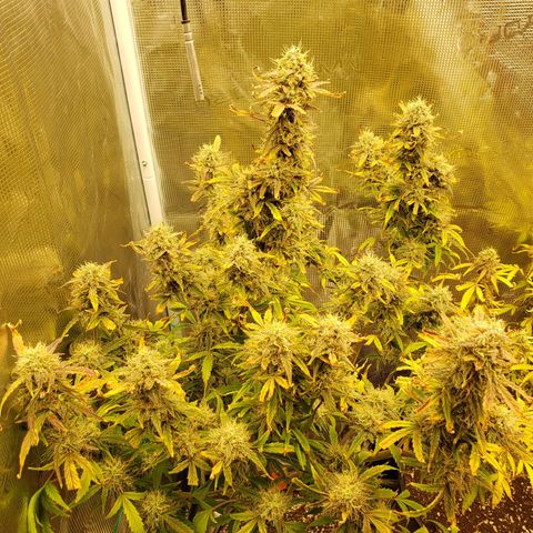Geloctane  growlog photo: Might not be the best bud but I grew it  It'll be good enough for me 