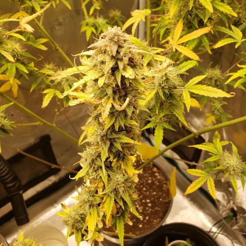Geloctane  growlog photo: Super skunk is ready to harvest  I was trying the harvest both at the same time But I don't think the other ones ready 