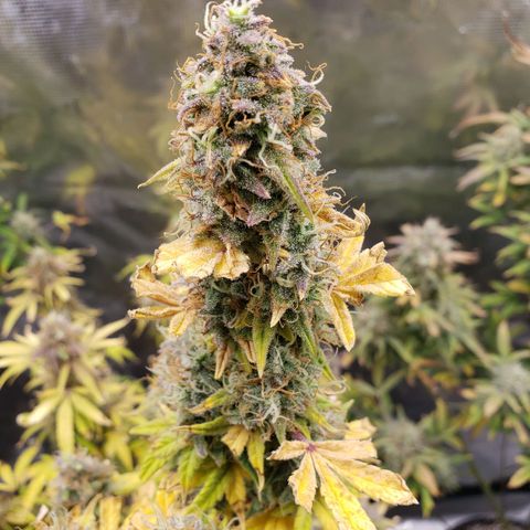 Geloctane  growlog photo: Super skunk is ready to harvest  I was trying the harvest both at the same time But I don't think the other ones ready 