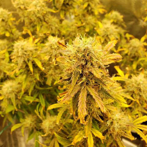 Geloctane  growlog photo: Super skunk is ready to harvest  I was trying the harvest both at the same time But I don't think the other ones ready 