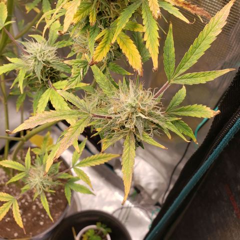 Geloctane  growlog photo: Super skunk is ready to harvest  I was trying the harvest both at the same time But I don't think the other ones ready 