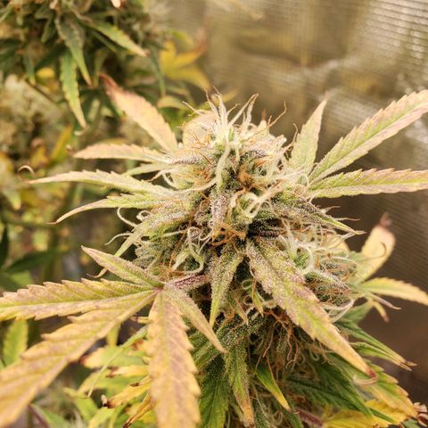 Geloctane  growlog photo: Super skunk is ready to harvest  I was trying the harvest both at the same time But I don't think the other ones ready 