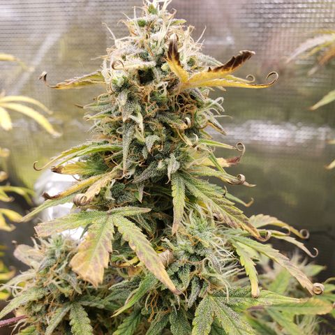 Geloctane  growlog photo: Super skunk is ready to harvest  I was trying the harvest both at the same time But I don't think the other ones ready 
