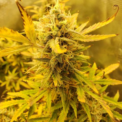 Geloctane  growlog photo: Super skunk is ready to harvest  I was trying the harvest both at the same time But I don't think the other ones ready 