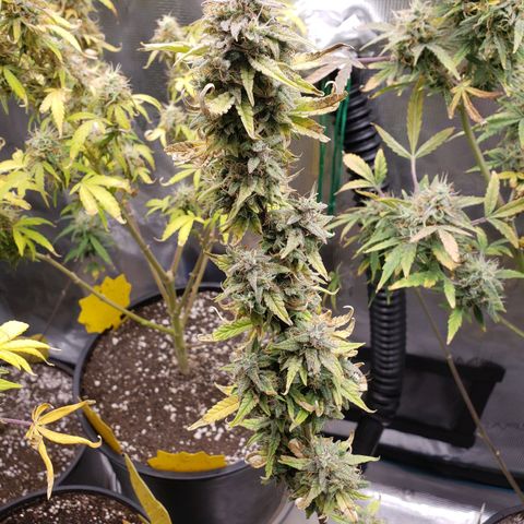 Geloctane  growlog photo: Super skunk is ready to harvest  I was trying the harvest both at the same time But I don't think the other ones ready 