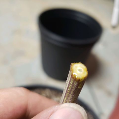 Geloctane  growlog photo: Chopped the last 2 super skunk plants 6:45am