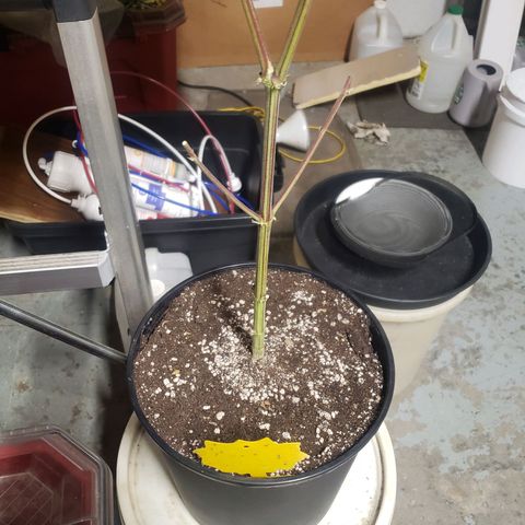 Geloctane  growlog photo: Chopped the last 2 super skunk plants 6:45am