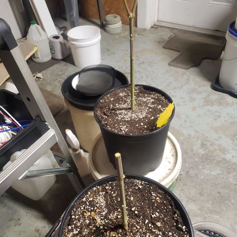 Geloctane  growlog photo: Chopped the last 2 super skunk plants 6:45am