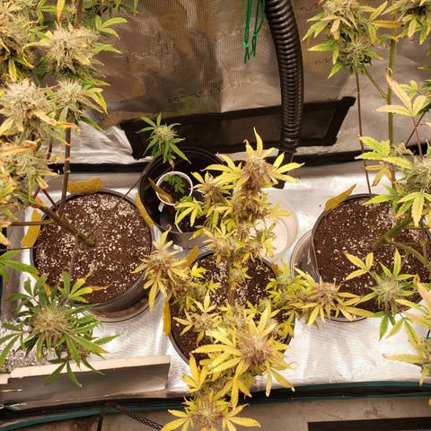 Geloctane  growlog photo: Chopped the last 2 super skunk plants 6:45am