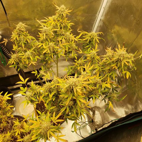 Geloctane  growlog photo: Chopped the last 2 super skunk plants 6:45am