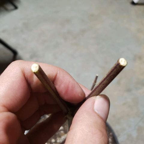 Geloctane  growlog photo: Chopped the last 2 super skunk plants 6:45am