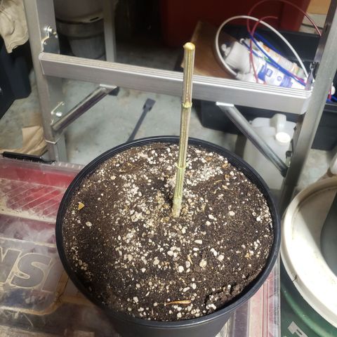 Geloctane  growlog photo: Chopped the last 2 super skunk plants 6:45am