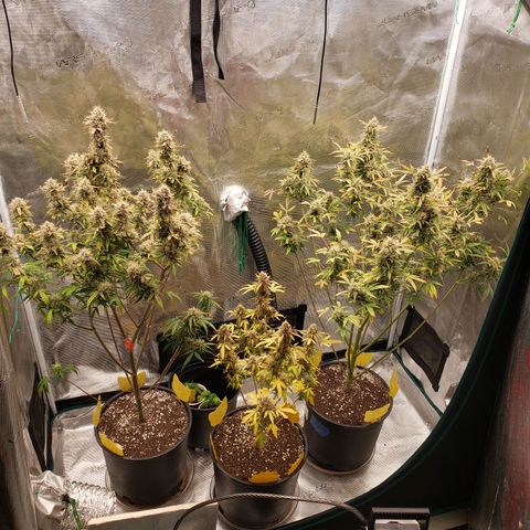 Geloctane  growlog photo: Chopped the last 2 super skunk plants 6:45am