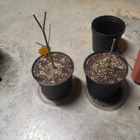 Geloctane  growlog photo: Chopped the last 2 super skunk plants 6:45am