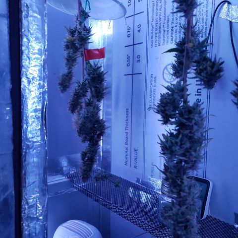 Geloctane  growlog photo: Day 1 of drying super skunk plant #2 & # 3