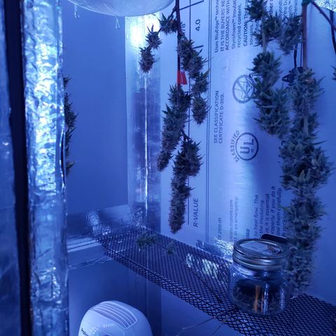 Geloctane  growlog photo: Day 1 of drying super skunk plant #2 & # 3