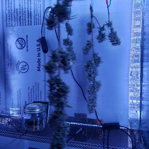 Geloctane  growlog photo: Day 1 of drying super skunk plant #2 & # 3