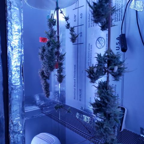 Geloctane  growlog photo: Day 1 of drying super skunk plant #2 & # 3