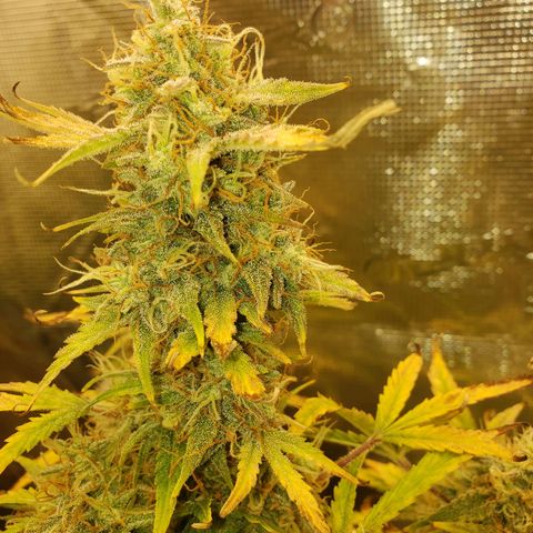 Geloctane  growlog photo: I can't wait till I can harvest these last 3 Khalifa kush plants  So I can open the tent up and put the geloctane mother plant inside 