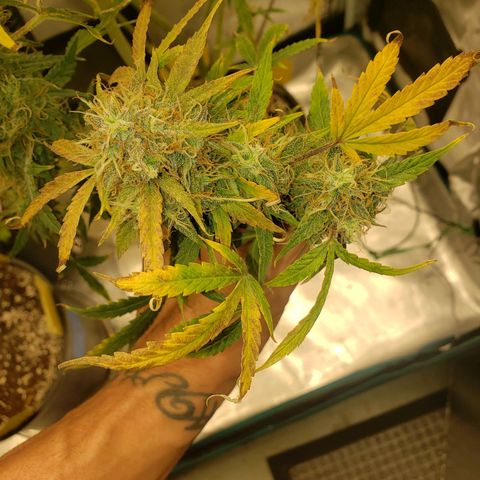 Geloctane  growlog photo: I can't wait till I can harvest these last 3 Khalifa kush plants  So I can open the tent up and put the geloctane mother plant inside 