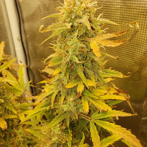 Geloctane  growlog photo: I can't wait till I can harvest these last 3 Khalifa kush plants  So I can open the tent up and put the geloctane mother plant inside 