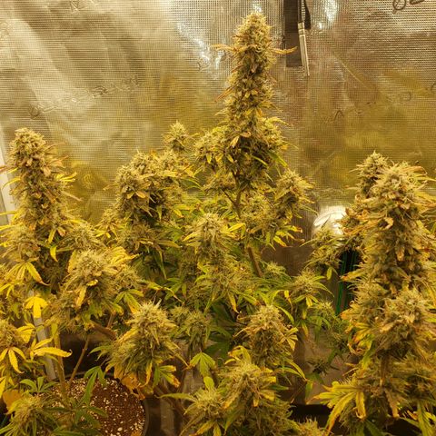 Geloctane  growlog photo: I can't wait till I can harvest these last 3 Khalifa kush plants  So I can open the tent up and put the geloctane mother plant inside 