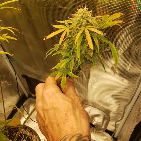 Geloctane  growlog photo: I can't wait till I can harvest these last 3 Khalifa kush plants  So I can open the tent up and put the geloctane mother plant inside 