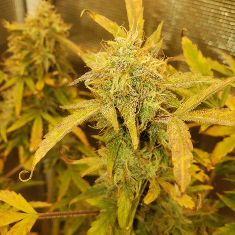 Geloctane  growlog photo: I can't wait till I can harvest these last 3 Khalifa kush plants  So I can open the tent up and put the geloctane mother plant inside 