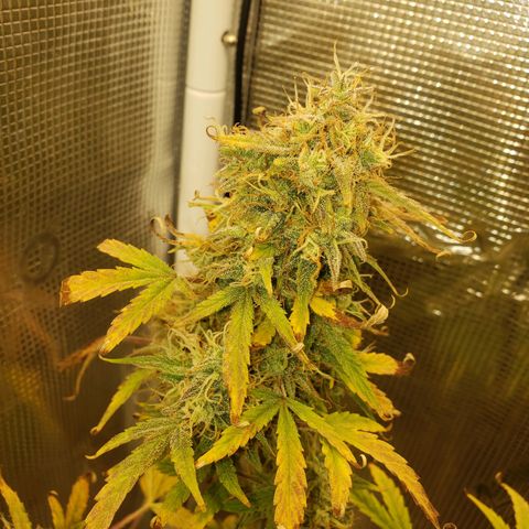 Geloctane  growlog photo: I can't wait till I can harvest these last 3 Khalifa kush plants  So I can open the tent up and put the geloctane mother plant inside 