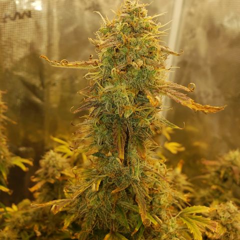 Geloctane  growlog photo: I can't wait till I can harvest these last 3 Khalifa kush plants  So I can open the tent up and put the geloctane mother plant inside 