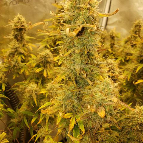 Geloctane  growlog photo: I can't wait till I can harvest these last 3 Khalifa kush plants  So I can open the tent up and put the geloctane mother plant inside 