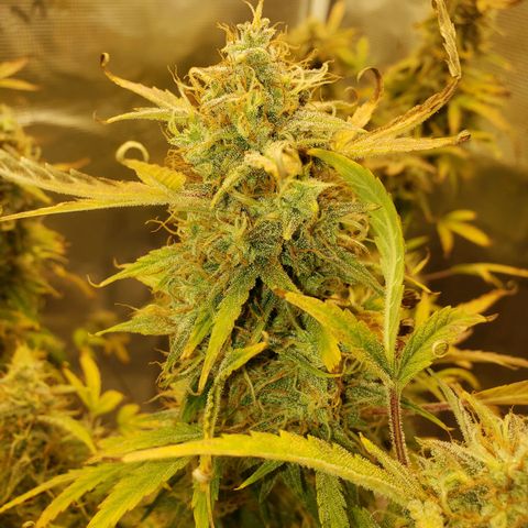 Geloctane  growlog photo: I can't wait till I can harvest these last 3 Khalifa kush plants  So I can open the tent up and put the geloctane mother plant inside 