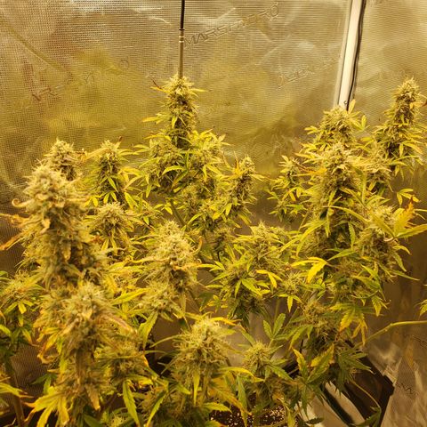Geloctane  growlog photo: The next run will be better Ph was messed up in the beginning Went through 3 different ph pens Making my own soil + The first time I've ever done this not bad 