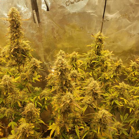 Geloctane  growlog photo: The next run will be better Ph was messed up in the beginning Went through 3 different ph pens Making my own soil + The first time I've ever done this not bad 