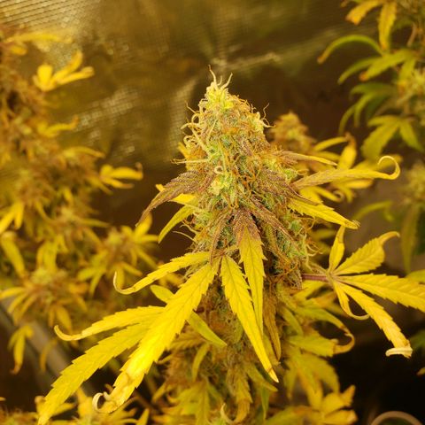 Geloctane  growlog photo: The next run will be better Ph was messed up in the beginning Went through 3 different ph pens Making my own soil + The first time I've ever done this not bad 