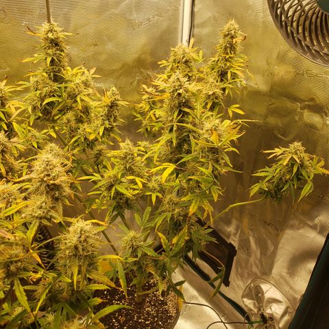 Geloctane  growlog photo: The next run will be better Ph was messed up in the beginning Went through 3 different ph pens Making my own soil + The first time I've ever done this not bad 
