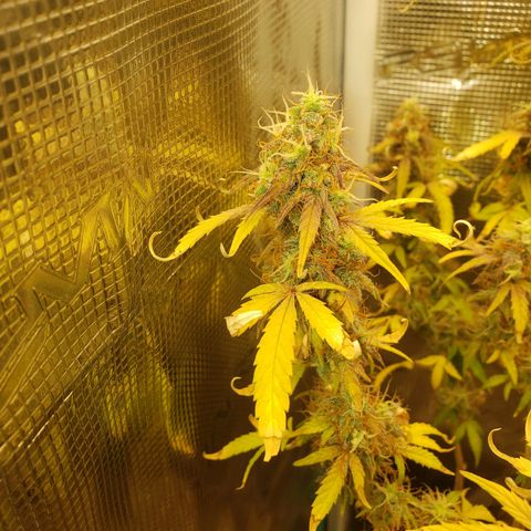 Geloctane  growlog photo: The next run will be better Ph was messed up in the beginning Went through 3 different ph pens Making my own soil + The first time I've ever done this not bad 