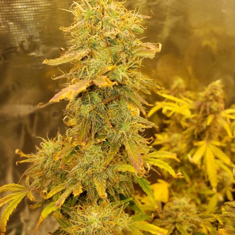Geloctane  growlog photo: The next run will be better Ph was messed up in the beginning Went through 3 different ph pens Making my own soil + The first time I've ever done this not bad 