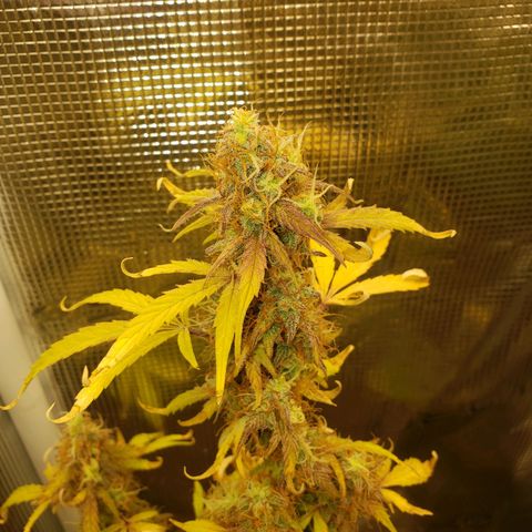 Geloctane  growlog photo: The next run will be better Ph was messed up in the beginning Went through 3 different ph pens Making my own soil + The first time I've ever done this not bad 