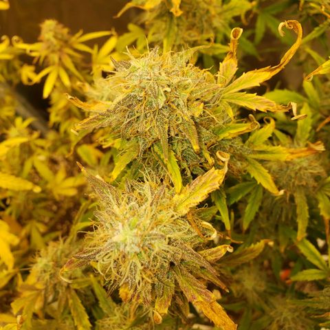 Geloctane  growlog photo: The next run will be better Ph was messed up in the beginning Went through 3 different ph pens Making my own soil + The first time I've ever done this not bad 