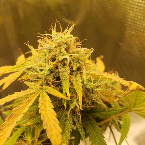 Geloctane  growlog photo: 2 Kalifa Kush Autoflowers are huge 