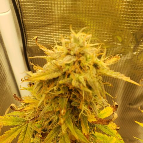 Geloctane  growlog photo: 2 Kalifa Kush Autoflowers are huge 
